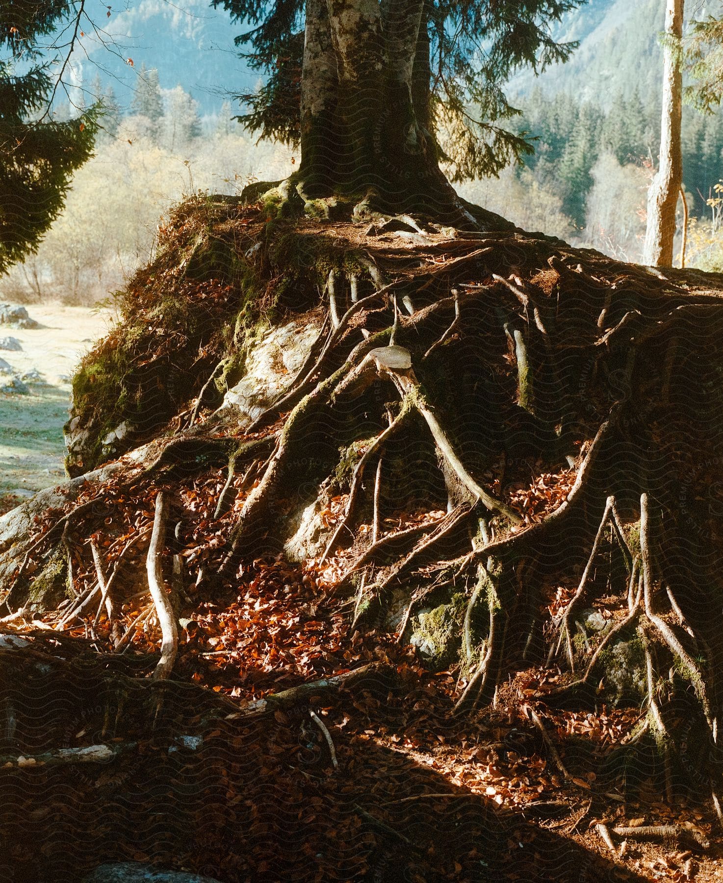 An old tree is showing its thick roots that have grew through the soil.