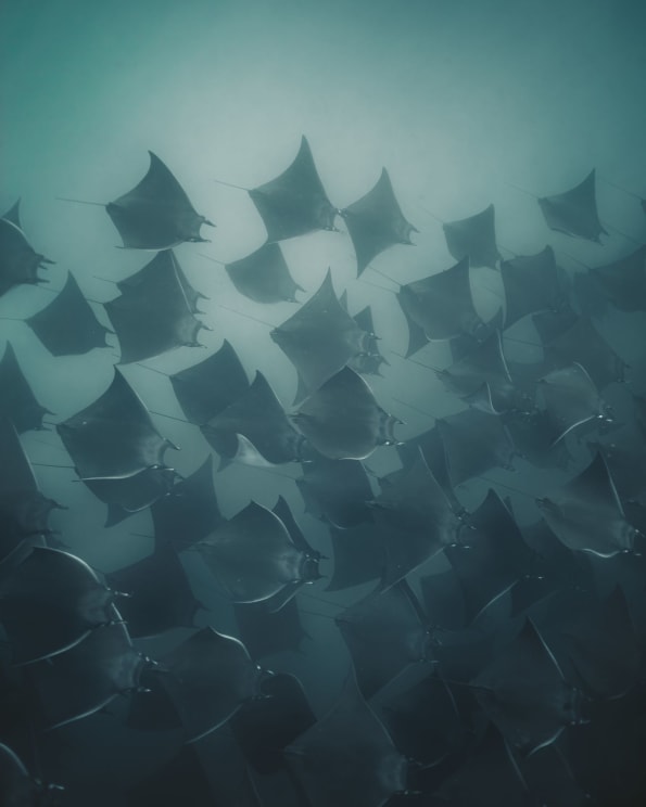Marine Biology With Stingrays