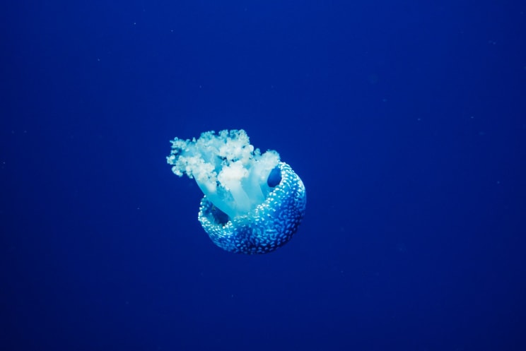 Jellyfish Swimming Downward In The Blue Water