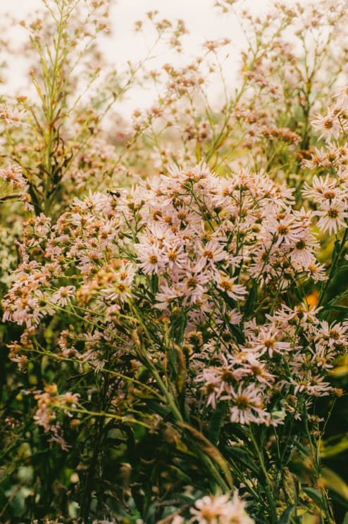 Wildflowers Are Growing In A Rural Field