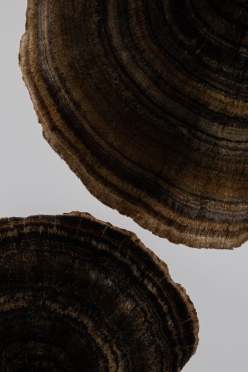 Two Brown Dried Turkey Tail Mushroom