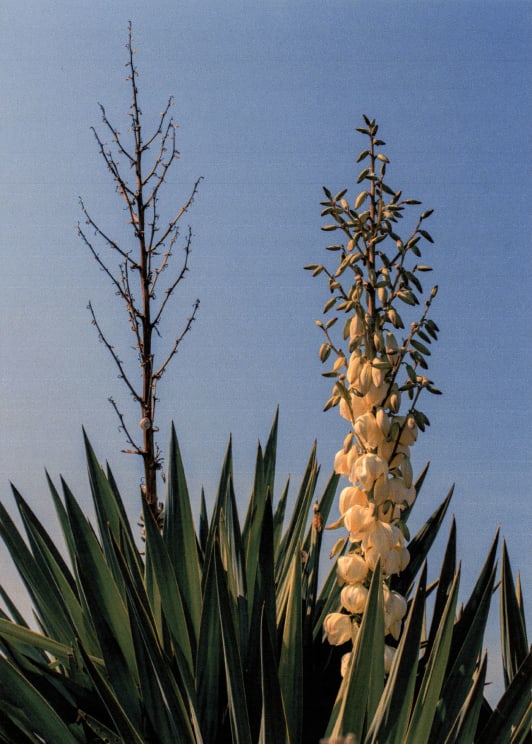 A View Of Some Flowers On A Plant Outdoors