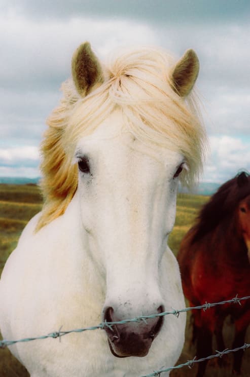 An Icelandic Horse Stands Behind A Barbed Wire Fence With A Brown Horse In The Distance