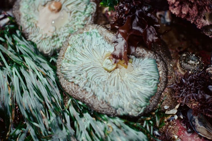 Flower Like Cave Coral And Anemone Near Sea Grass