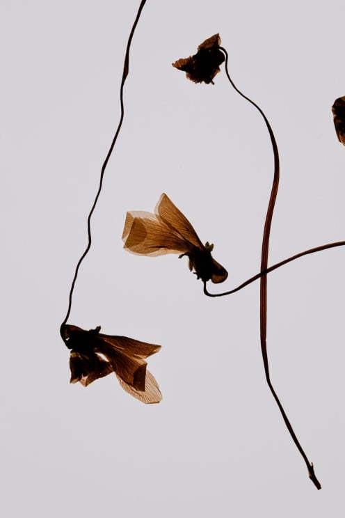Still Life Of Dry Plant On A White Background