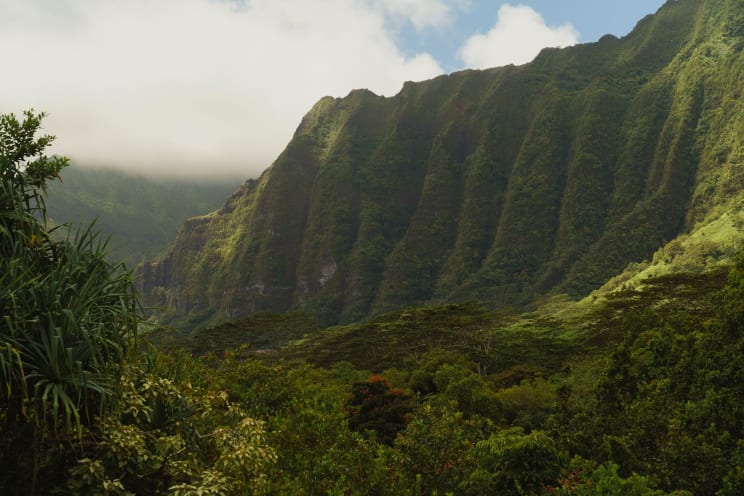 A Wide Shot Of Green Nature