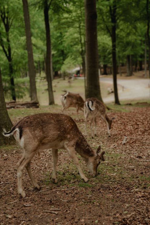 Deer Munches On Leaves In A Shady Forest