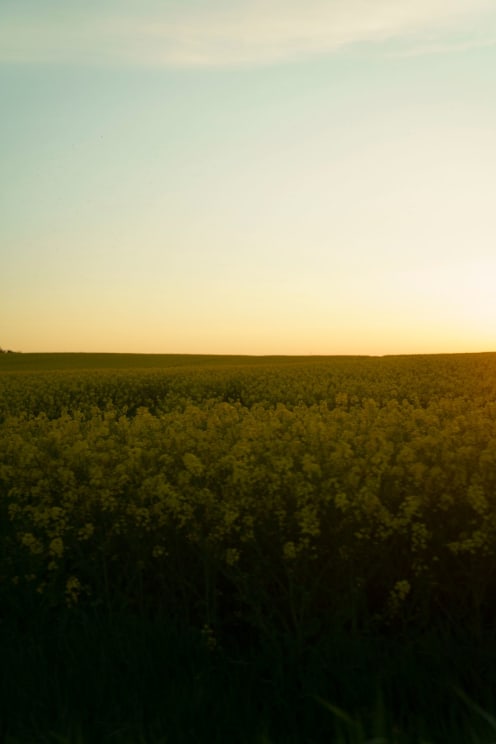 A Field Of Yellow Flowers Under A Clear Sky