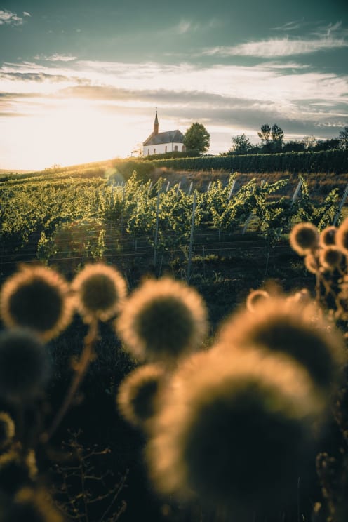 Sunflowers Grow On Rural Farmland As The Sun Shines On A Church In The Distance