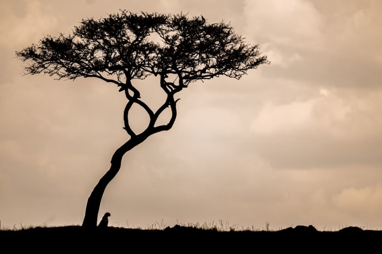 Animal Is Sitting Next To A Tree Covered In Clouds