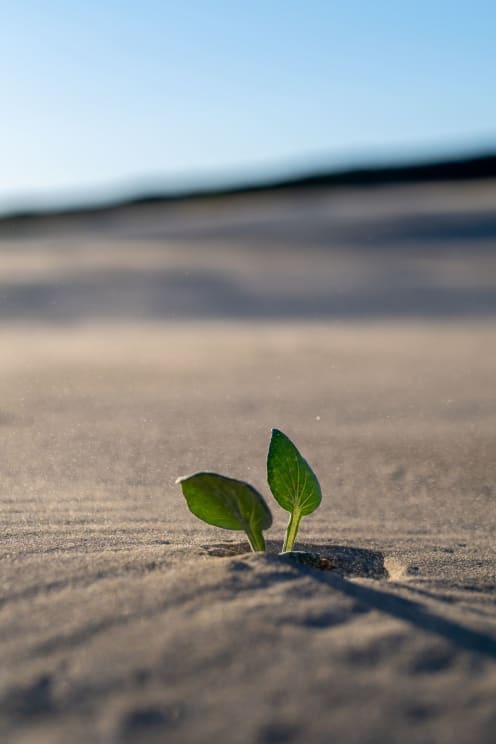 Small Plant With Two Green Leaves In The Sand