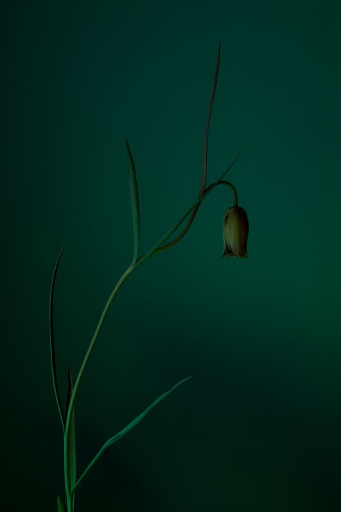 Plant With Single Yellow Green Flower Contrasts Slightly With Dark Green Background