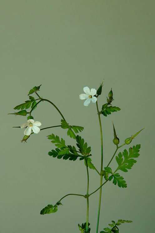 A Plant With Two Small White Flowers And Green Leaves Against A Gray Background