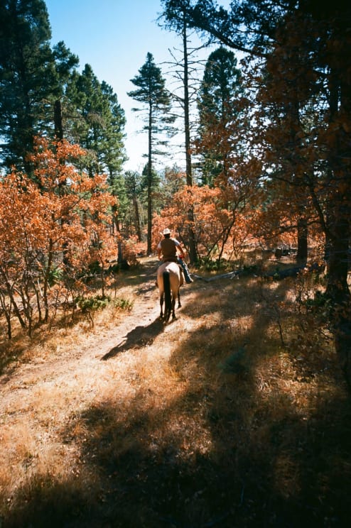 Cowboy Rides A Horse Through The Orange And Green Trees In The Forest