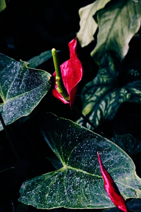 Closeup On Laceleaf Plant With Green Leaves