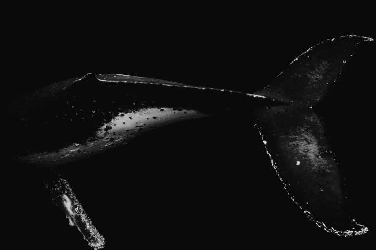 A Whale's Tail And Fin Against Black