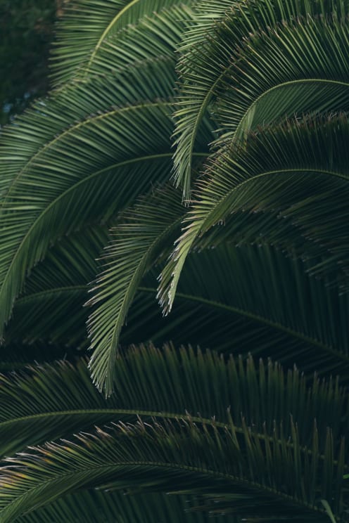 Green Tropical Leaves Have Sunlight Shining Down On Them