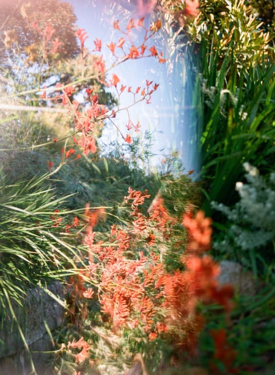 Garden With Plants And Flowers