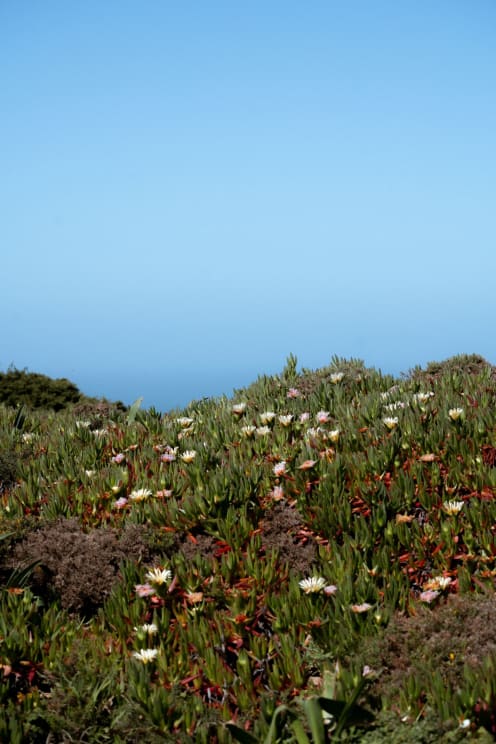 Field Of Succulent Plants With White Flowers, Set Against A Clear Blue Sky