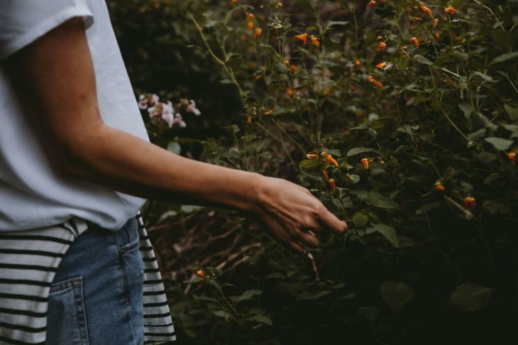 A Person Stands Outside In Front Of A Large Blooming Flower Bush