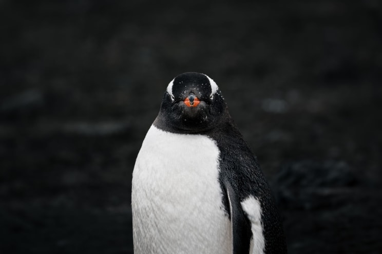 Gentoo Penguin With Orange Beak