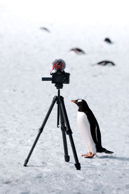 A Penguin Standing Next To A Camera Outdoors