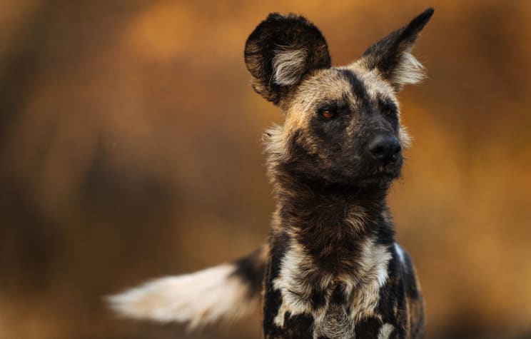 African Wild Dog In The Jungle