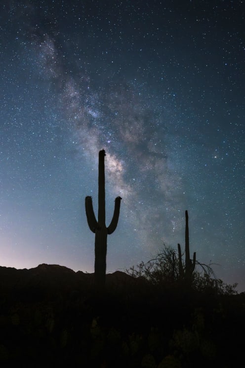 A Silhouette Of Some Cacti Meet A Starry Night Sky
