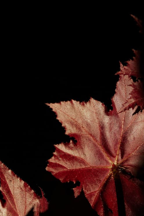 Close-up Of Brown Maple Leaves Against A Black Background