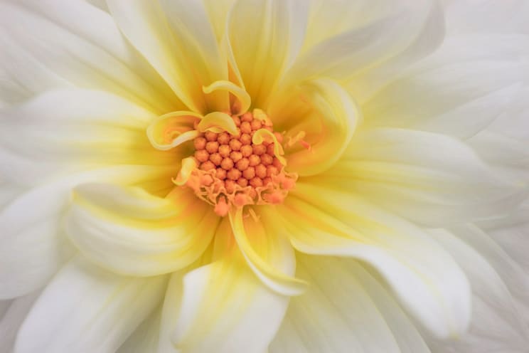 A White And Yellow Bloom