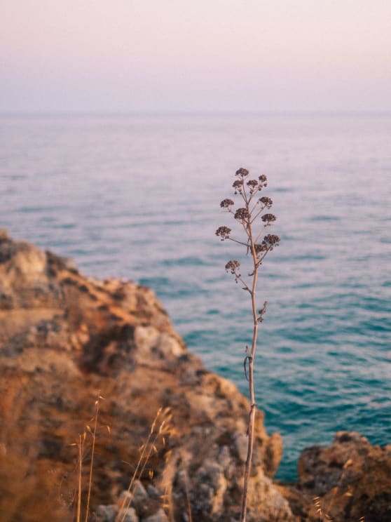 Plants Grow Among Rocks Along The Coast Overlooking The Water