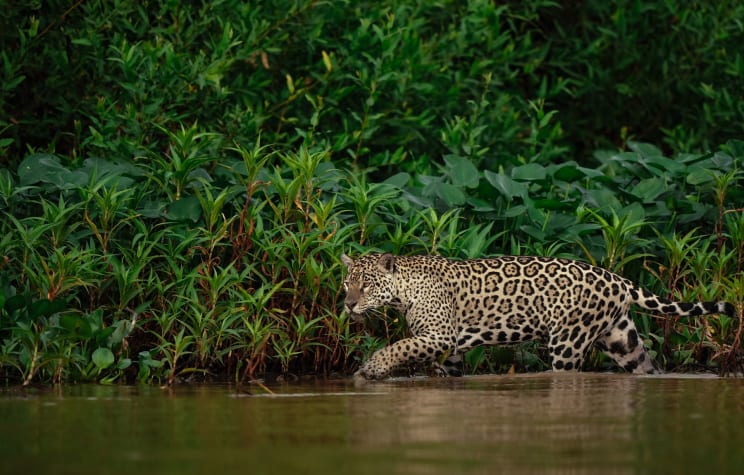 A Jaguar Wading Through A River In The Pantanal Region Of Brazil
