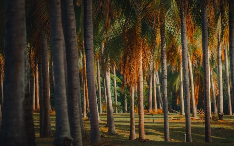Landscape Of A Tropical Forest