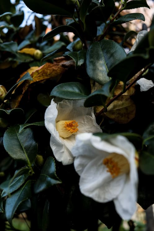 White Flowers With Petals Open Growing Among The Vegetation