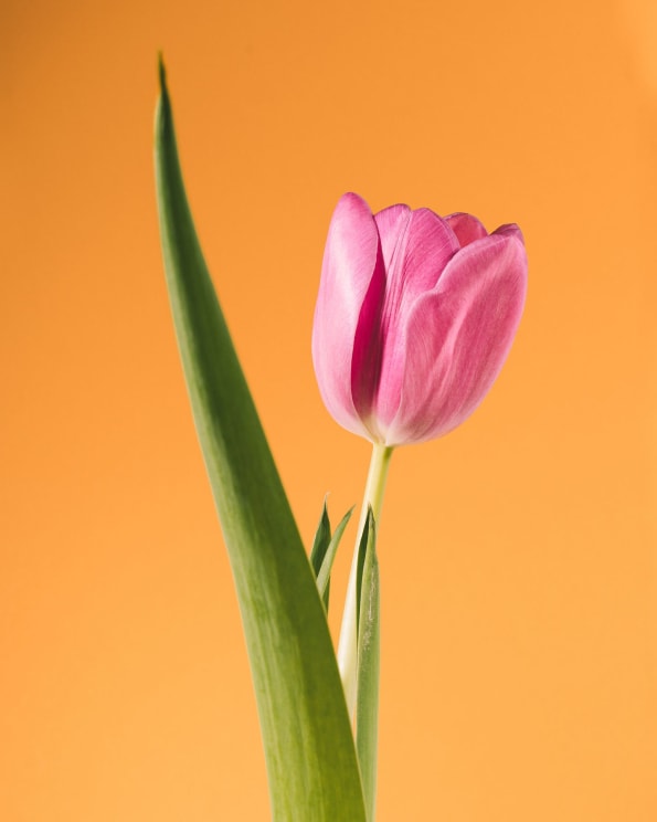 A Pink Tulip Against An Orange Background