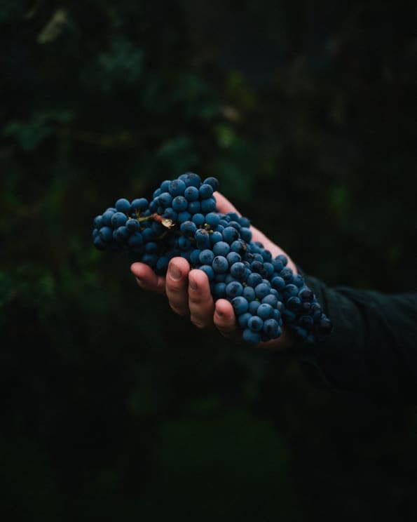 A Hand Holding A Vine Of Blueberries