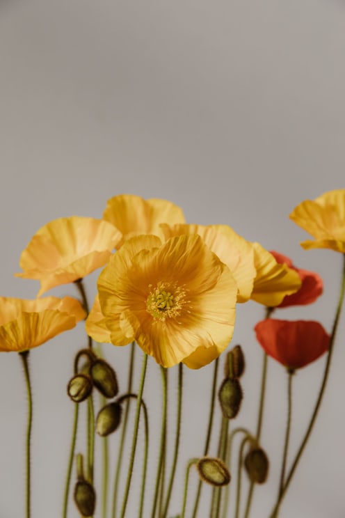 Flowers Blooming And Buds On Stems