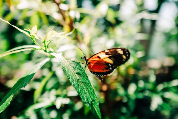 A Brown And Black Butterfly Sits On A Green Plant Leaf