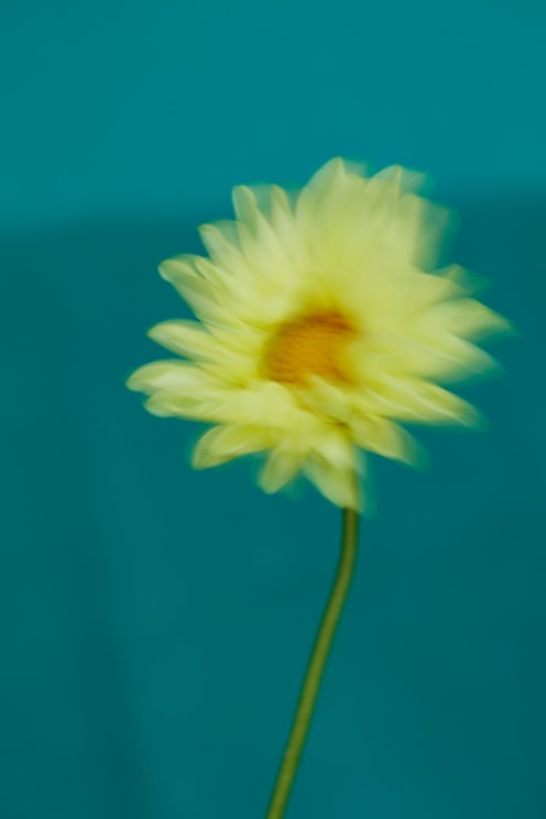 A Yellow Flower