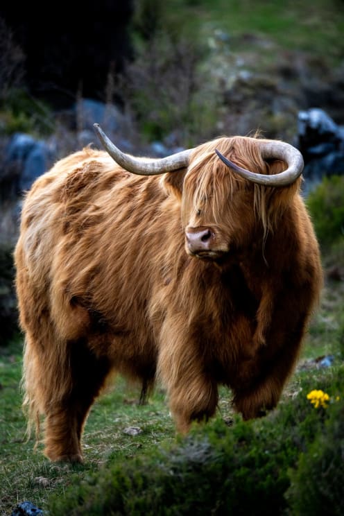 A Cow With Long Horns Outdoors On A Sunny Day