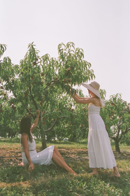 Two Women In White Dresses Picking Peaches