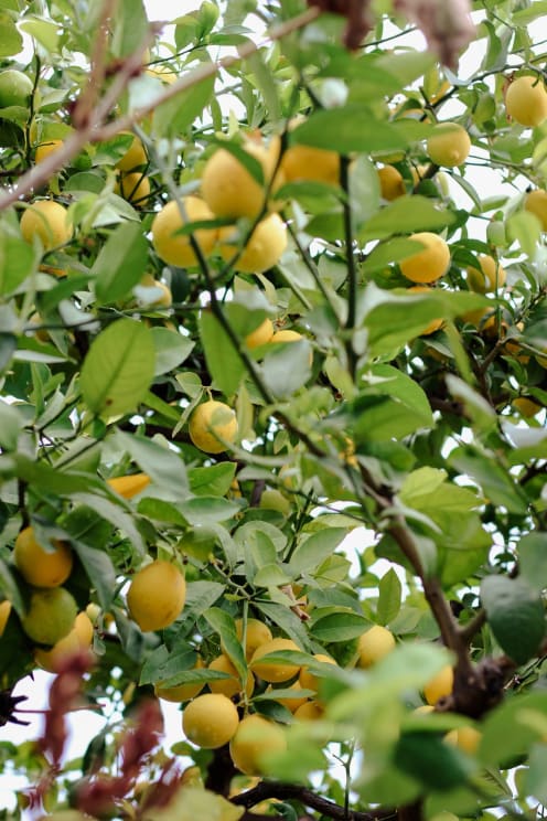 A Vibrant Lemon Tree Bursts With Sunshine-yellow Lemons Nestled Amongst Its Lush Green Leaves