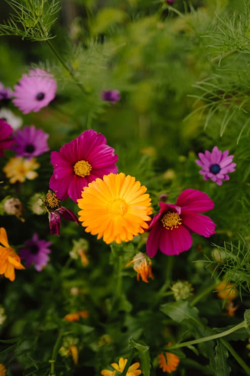 Sunlight Shines Upon Colorful Flowers Growing Among The Vegetation