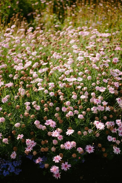 Pink Flowers In A Garden