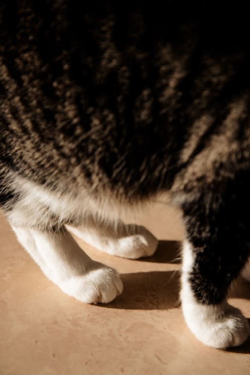 House Cat With Feet On The Floor