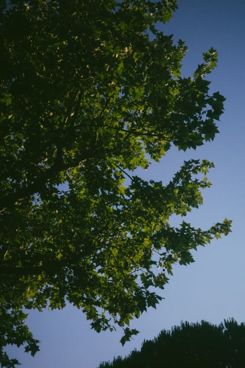 A Tree With Lush Green Leaves Against A Clear Blue Sky