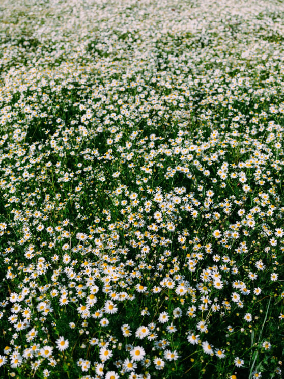 A Meadow Of White Daisies