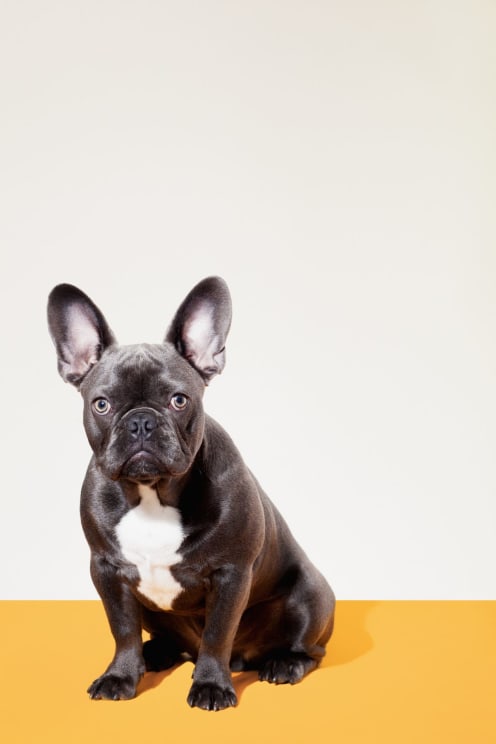 A Dog Standing At Attention Sitting On A Yellow Orange Floor
