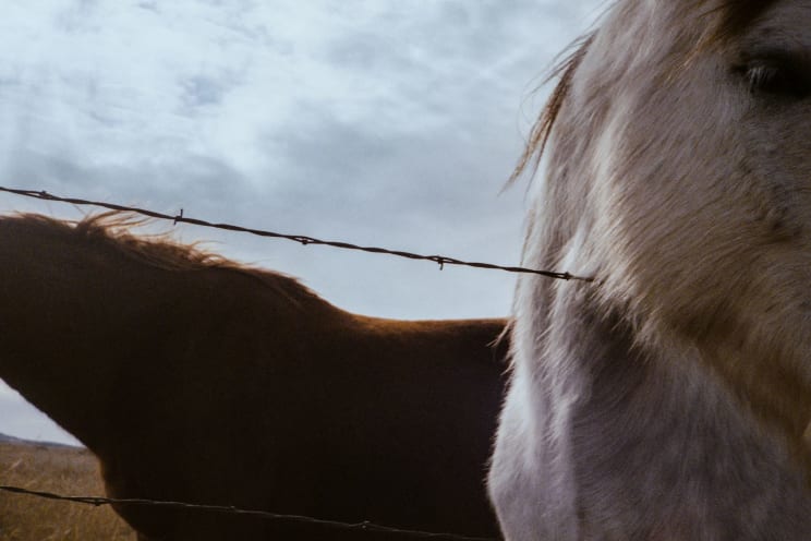 Two Horses Are Seen Close Up Behind A Barbed Wire Fence