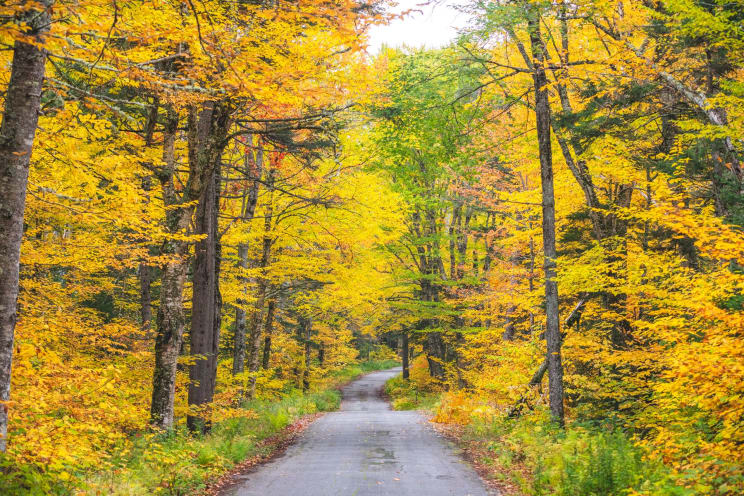 A Winding Road Passes Through A Forest Of Yellow, Orange, And Green Autumn Leaves